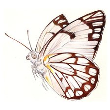 Схема вышивки «рисунок»