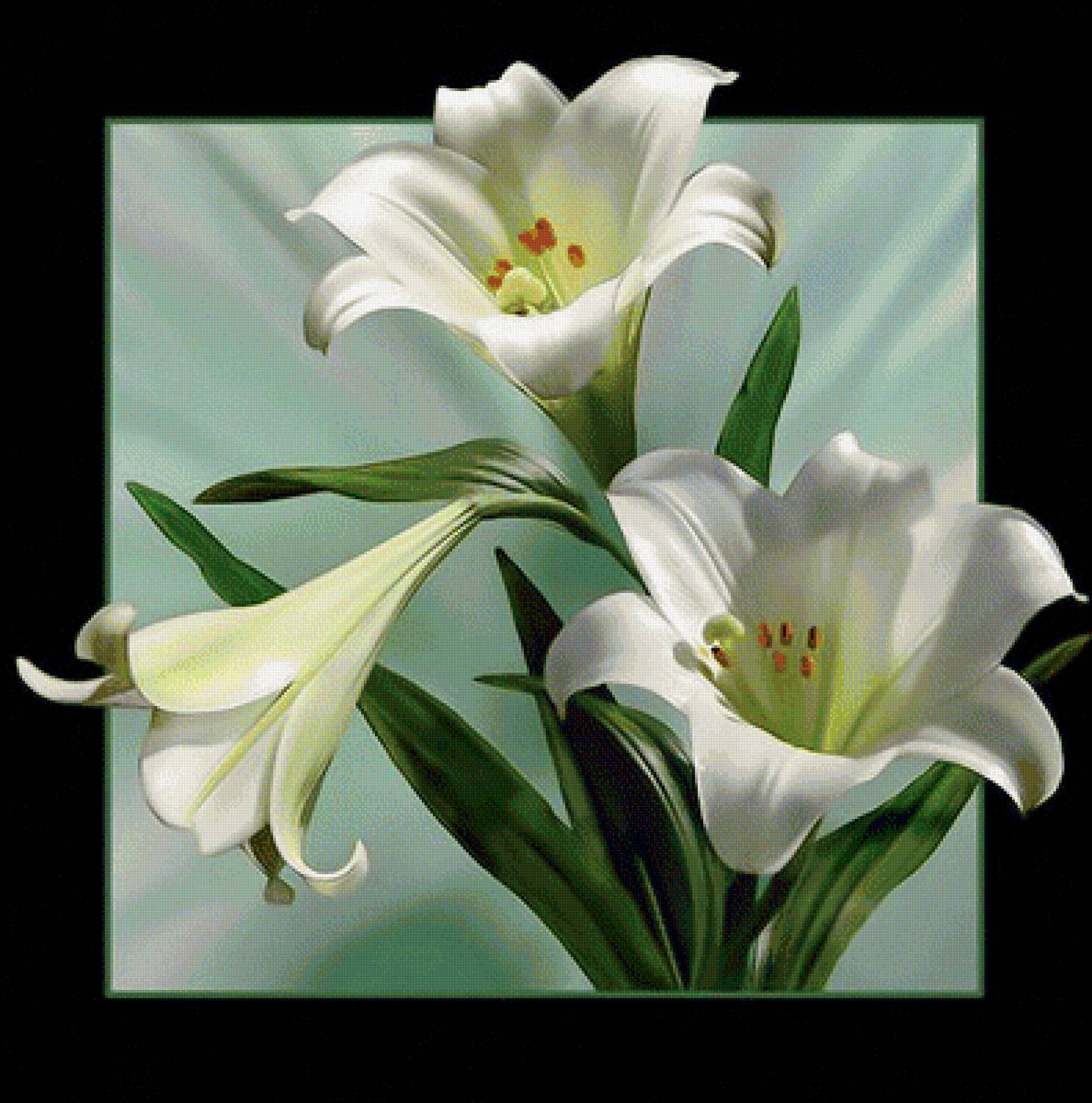 Белые лилии. - лилии, белые, букет., цветы - предпросмотр