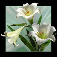 Схема вышивки «Белые лилии.»