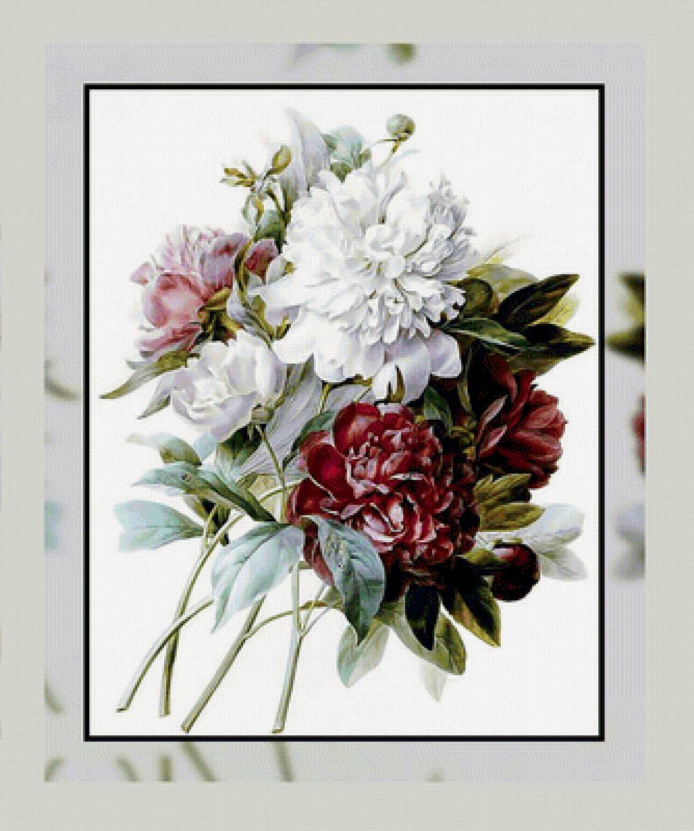 Пионы2. - цветы, пионы, букет. - предпросмотр