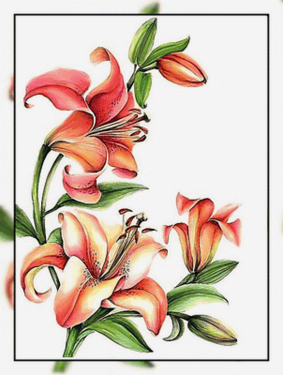 Лилия. - лилия, цветы. - предпросмотр