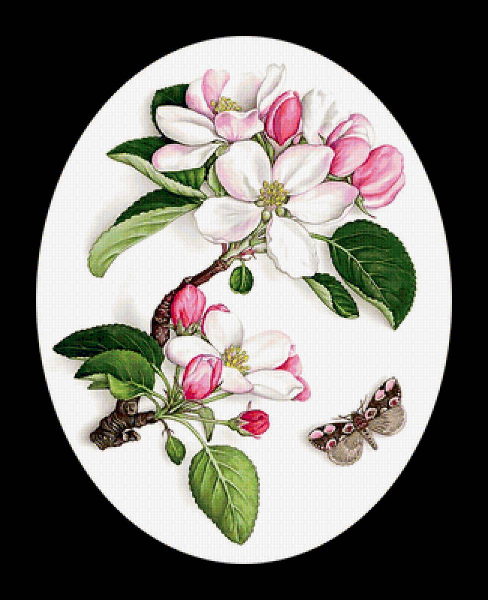 Яблоневый цвет - ветка, флора, цветы - предпросмотр