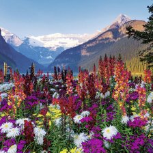 Схема вышивки «Алпийски цветя»