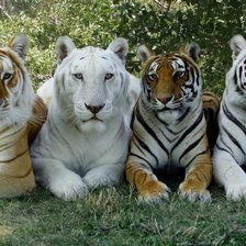 Схема вышивки «тигры»