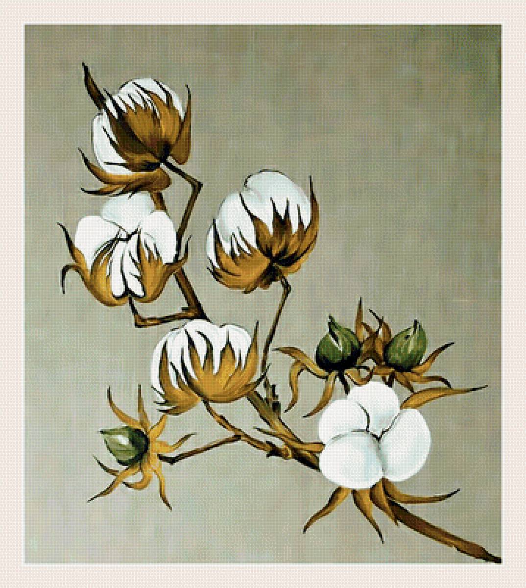 Цветок хлопка. - веточка., хлопок, цветы - предпросмотр