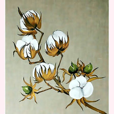 Схема вышивки «Цветок хлопка.»