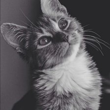 Схема вышивки «кошечка»