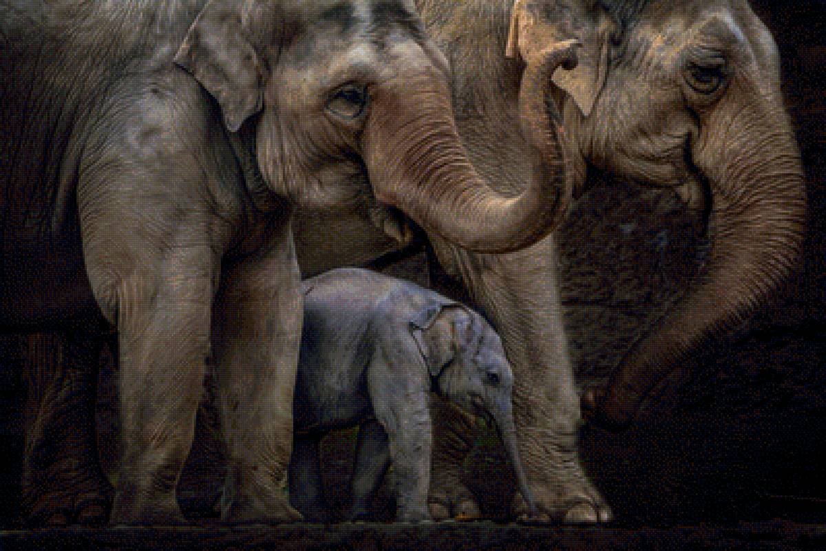 СЛОНЫ - предпросмотр