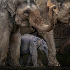 Схема вышивки «СЛОНЫ»