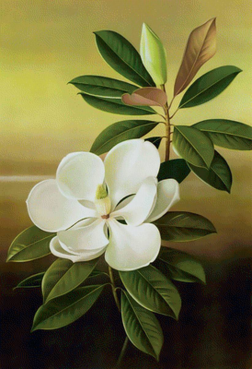 Магнолия. - магнолия., цветок, белый - предпросмотр