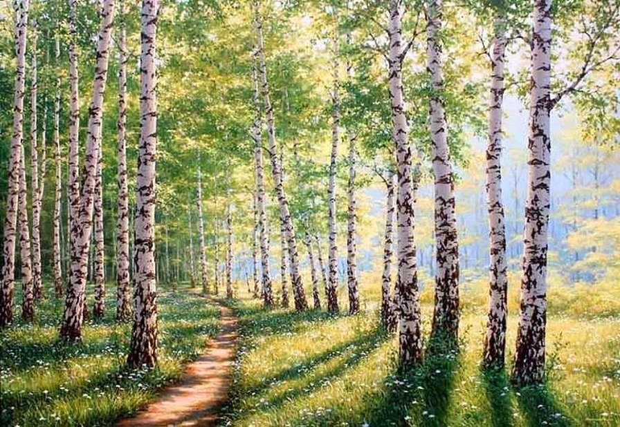 берёзки - лес, природа, березы, пейзаж - оригинал