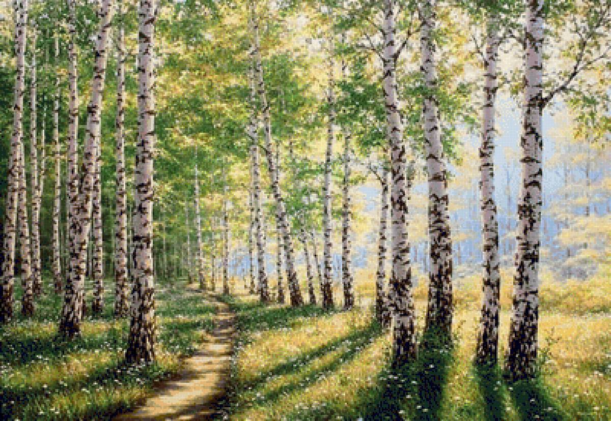 берёзки - пейзаж, лес, природа, березы - предпросмотр