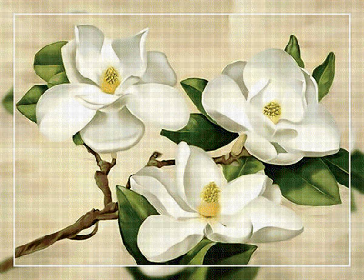 Белая магнолия2. - магнолия, цветы, ветка. - предпросмотр