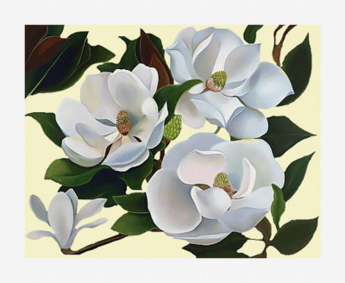 Магнолия. Светлый фон. - белая., магнолия, цветы - предпросмотр