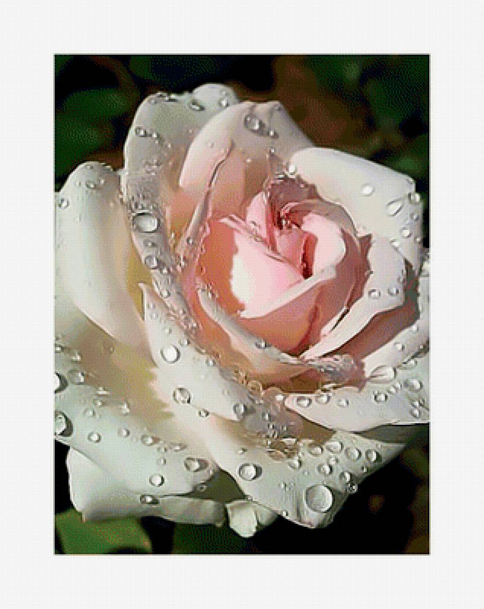 Роза с капельками. - цветок, роза, роса, капли. - предпросмотр