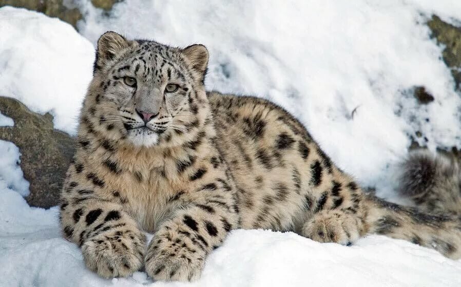 Барс на снегу - барс, ирбис, животные - оригинал