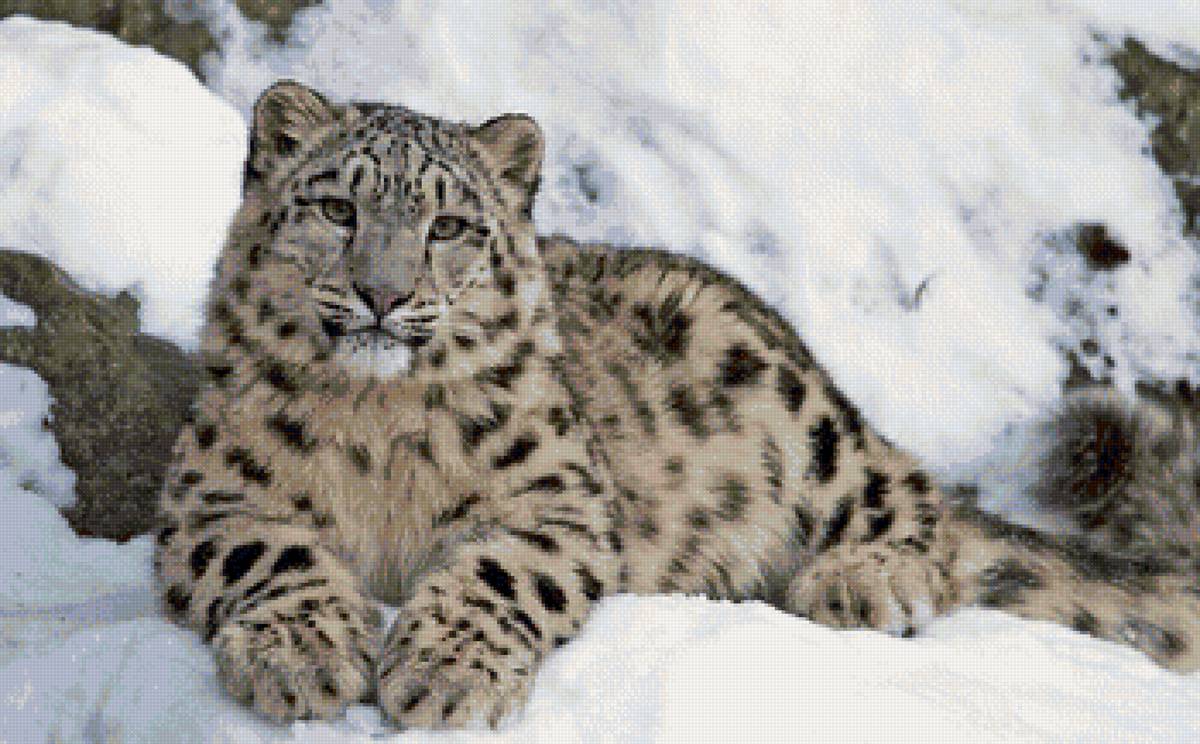 Барс на снегу - барс, ирбис, животные - предпросмотр