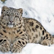 Схема вышивки «Барс на снегу»