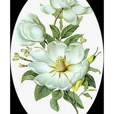 Схема вышивки «Магнолия2»