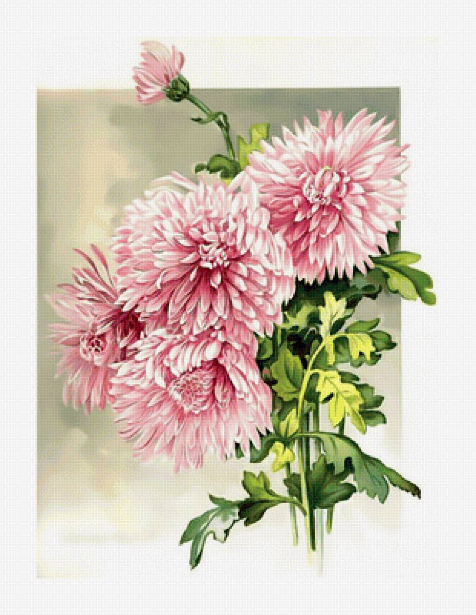 Хризантемы. - осенний, цветы., букет, хризантемы - предпросмотр