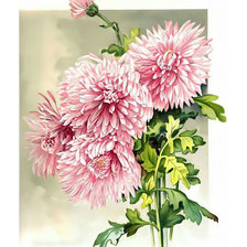 Схема вышивки «Хризантемы.»