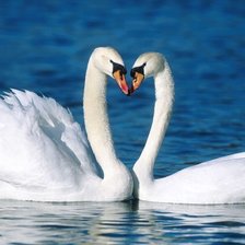 Схема вышивки «лебеди»