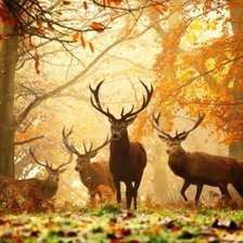 Схема вышивки «Есен в гората»