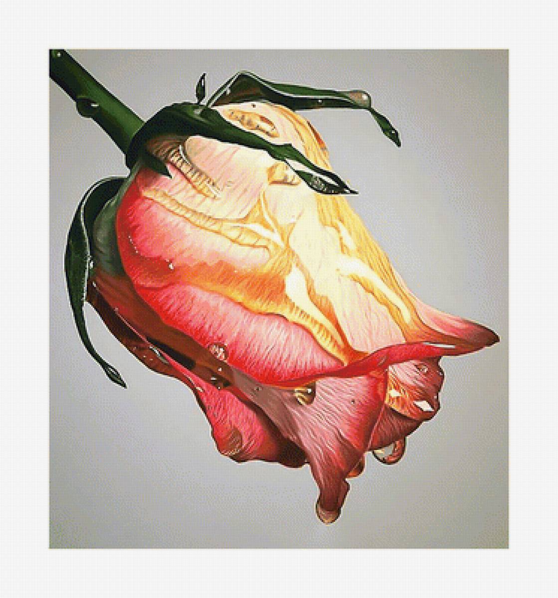 Серия "Розы". - флора, цветы, розы - предпросмотр