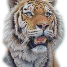 Схема вышивки «дикие»