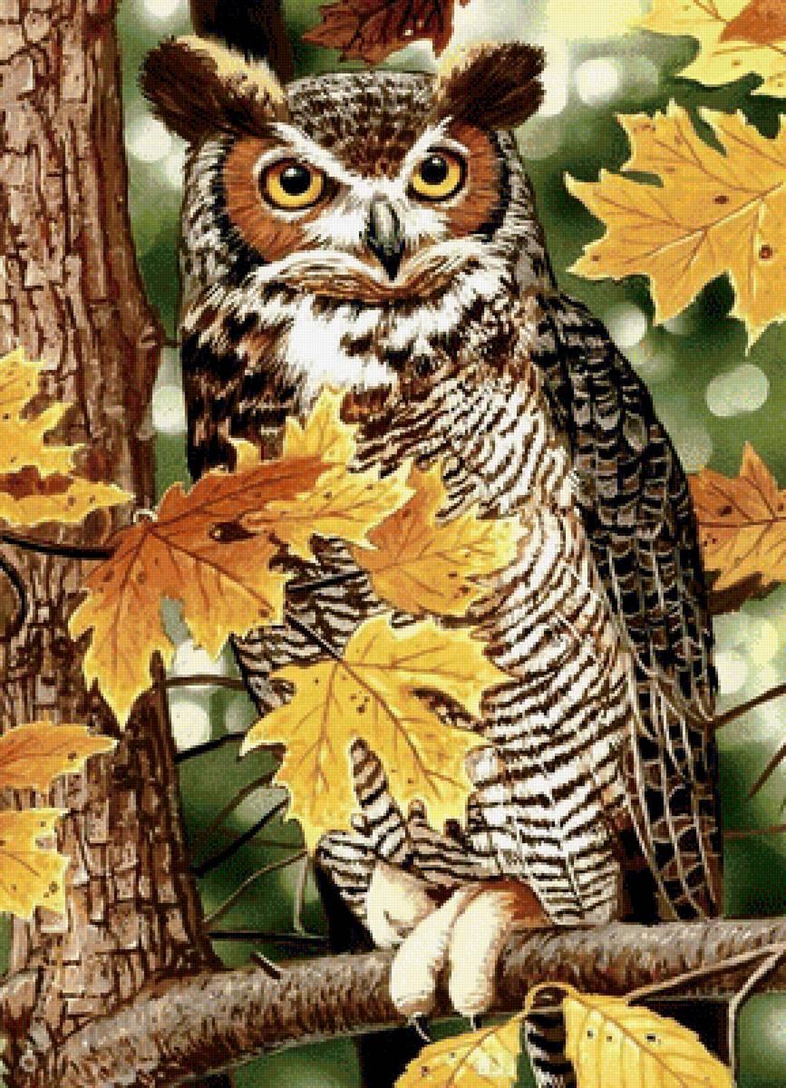 Сова. - хищник, сова, птица, осень, лес. - предпросмотр