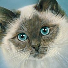 Схема вышивки «Котик»