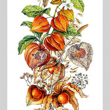 Схема вышивки «Физалис.»