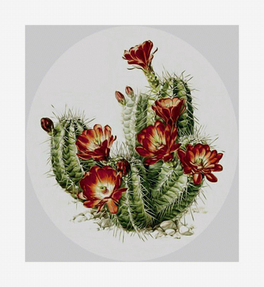 Кактус. - цветок, кактус. - предпросмотр