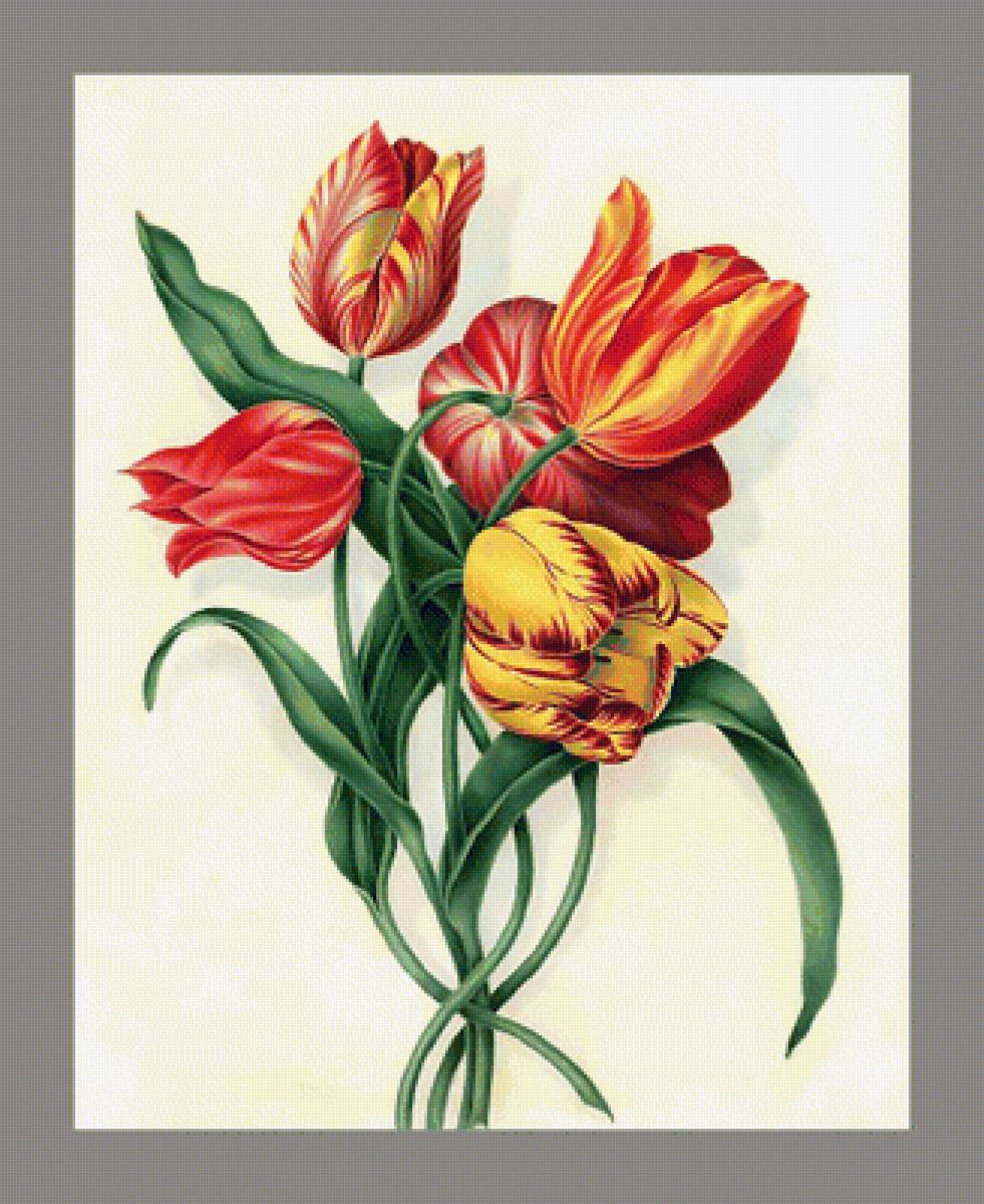 Серия "Тюльпаны" - тюльпаны, флора, цветы - предпросмотр