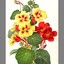 Схема вышивки «Серия "Настурции"»