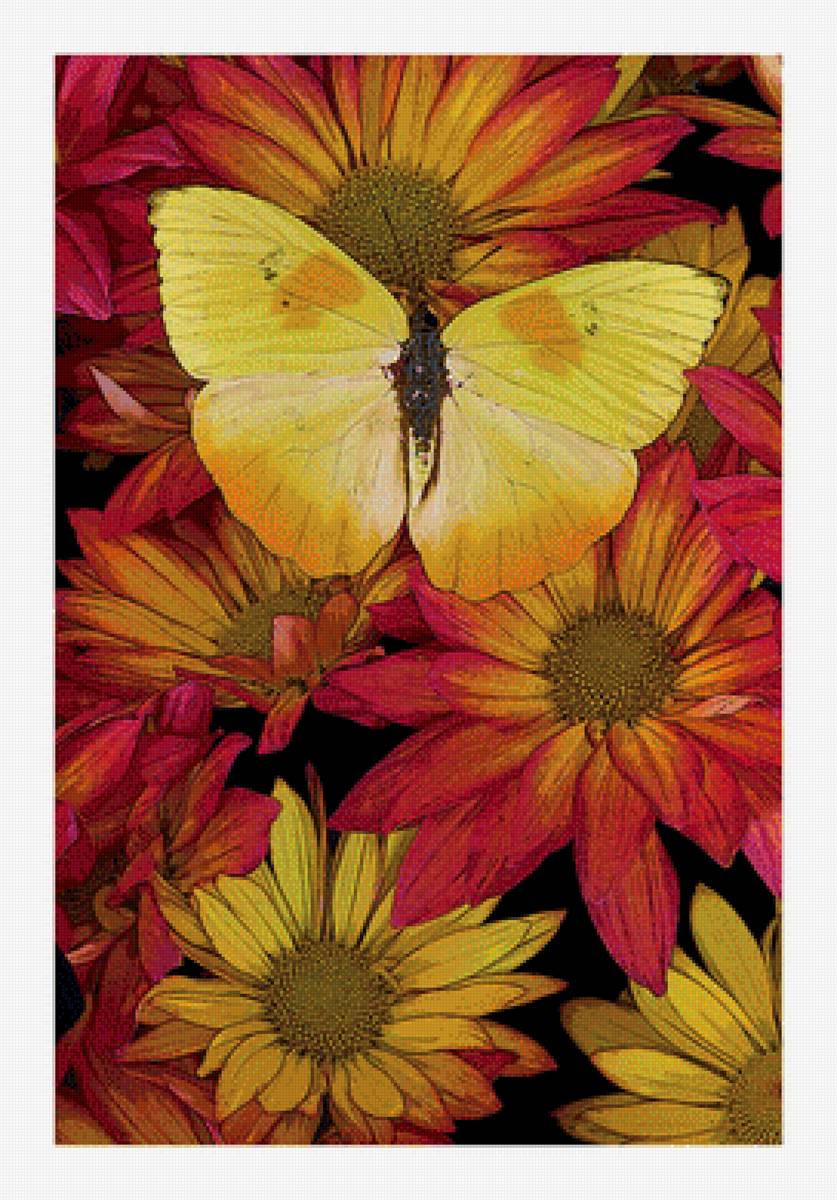 Цветы и бабочка. - бабочка., яркие, цветы - предпросмотр