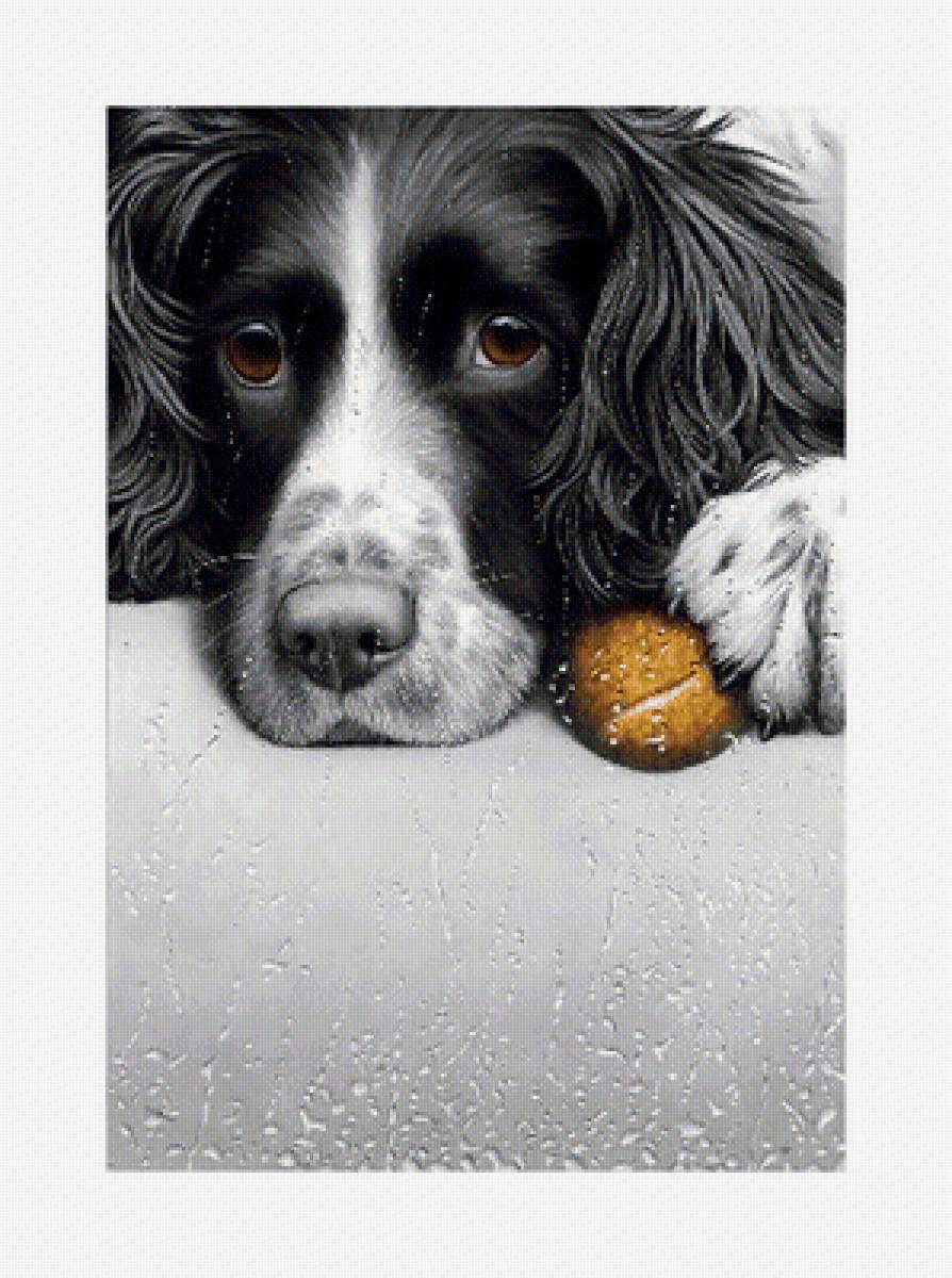 №1955527 - животные, собаки - предпросмотр