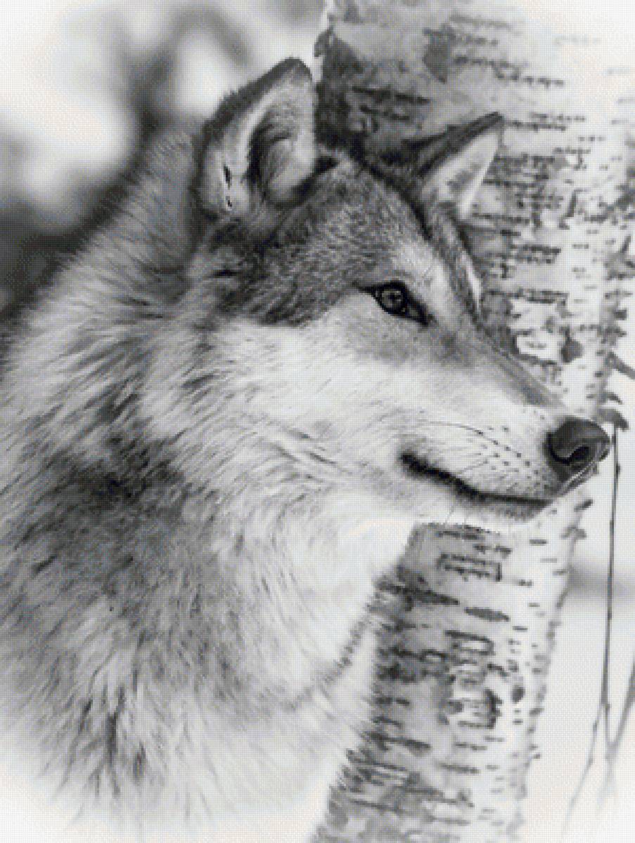 №1955528 - волки, животные, хищники - предпросмотр