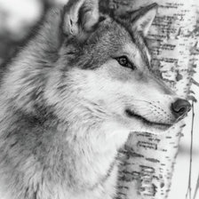 Схема вышивки «№1955528»