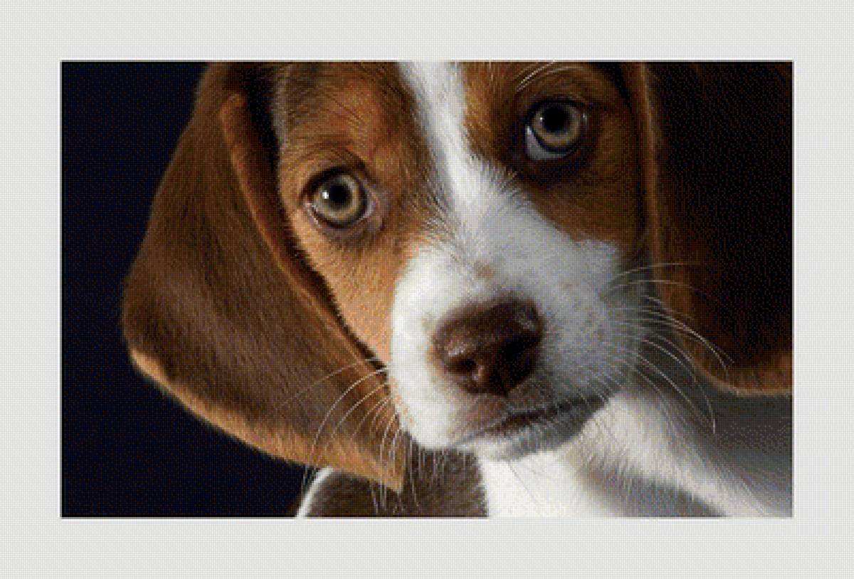 №1955535 - собаки, животные - предпросмотр