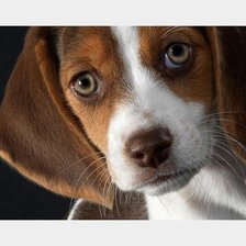 Схема вышивки «№1955535»