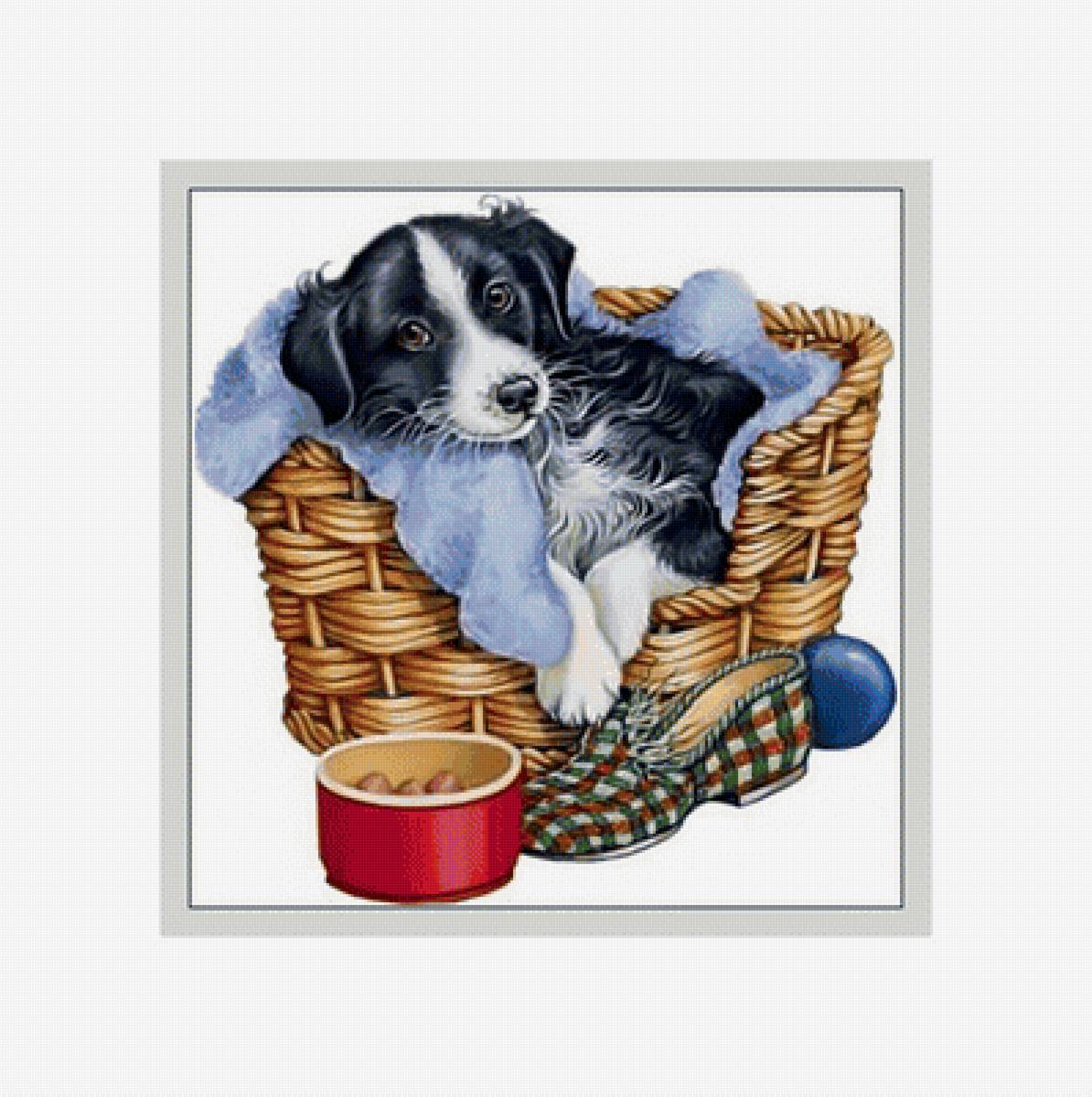 Рядом любимый тапочек:) - мяч., корзина, тапок, миска, собака - предпросмотр