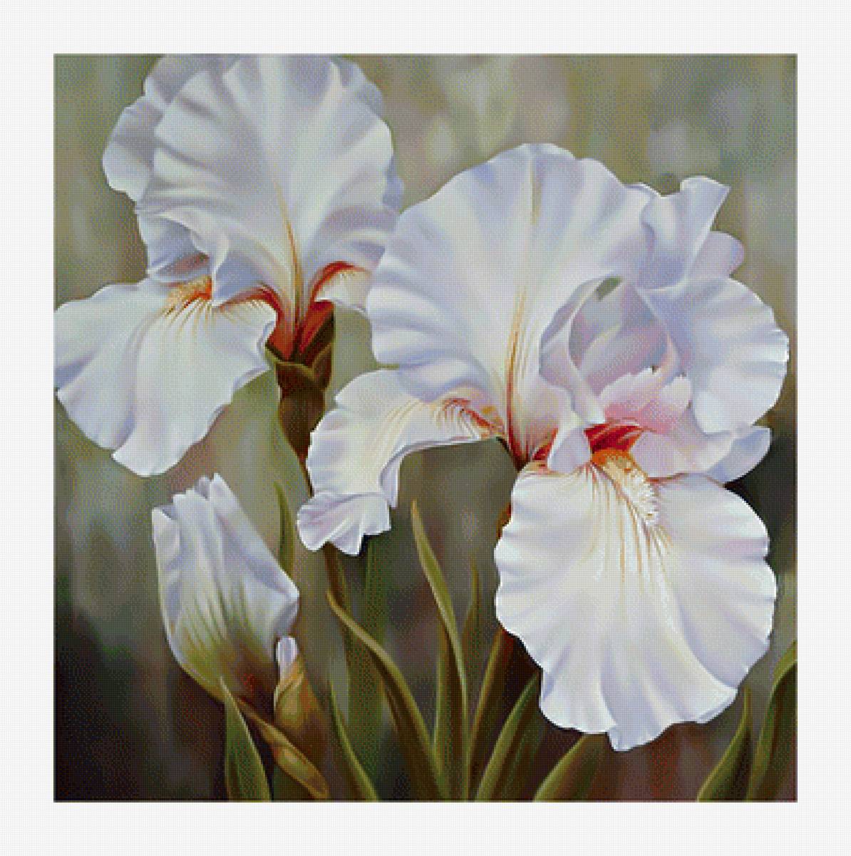 Нежные ирисы. - цветы, белые, ирисы, живопись. - предпросмотр