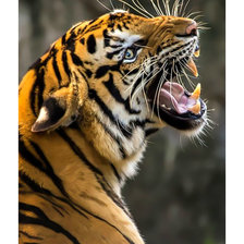 Схема вышивки «Тигр.»