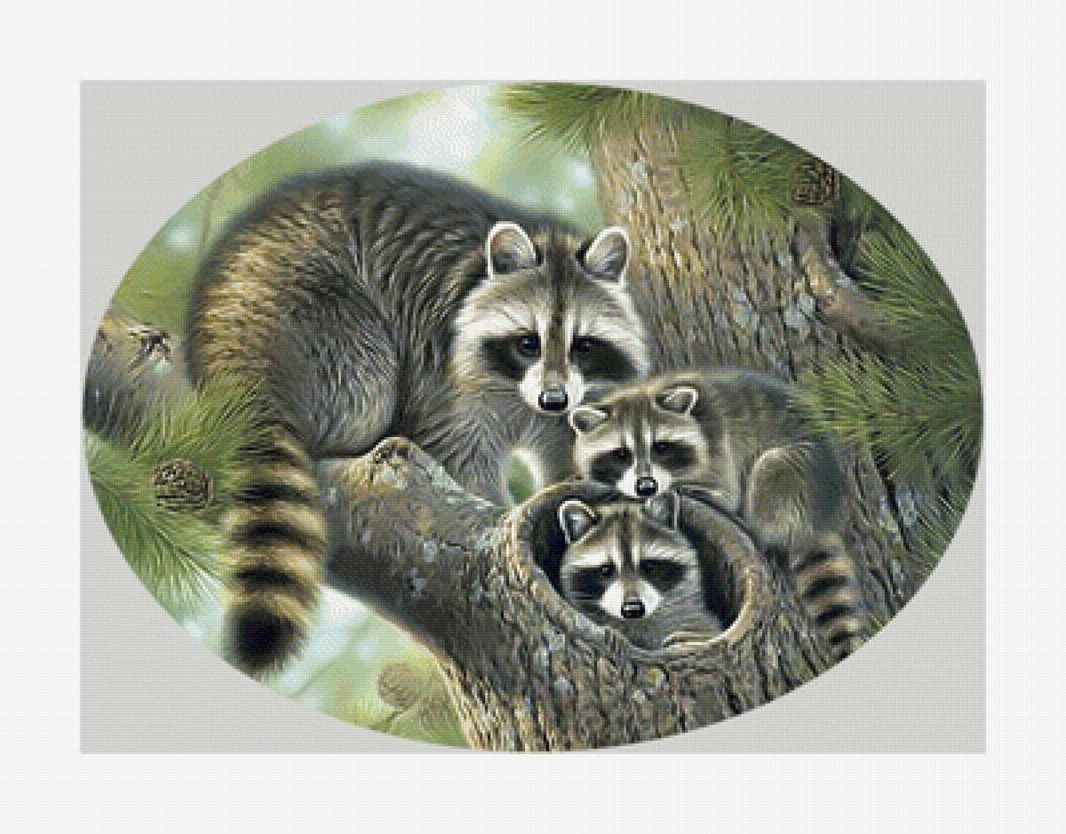 Енотики. - лес, хищник, природа., еноты, сосна, животные - предпросмотр