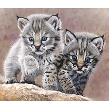 Схема вышивки «Серия "Хищники".»