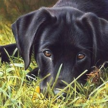 Схема вышивки «собака»