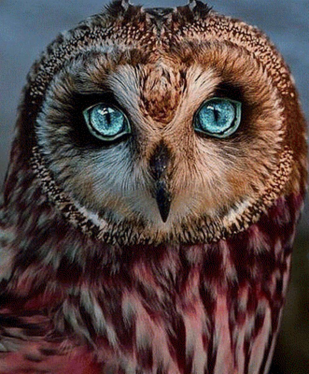 Прекрасная сова - природа, сова, птица - предпросмотр