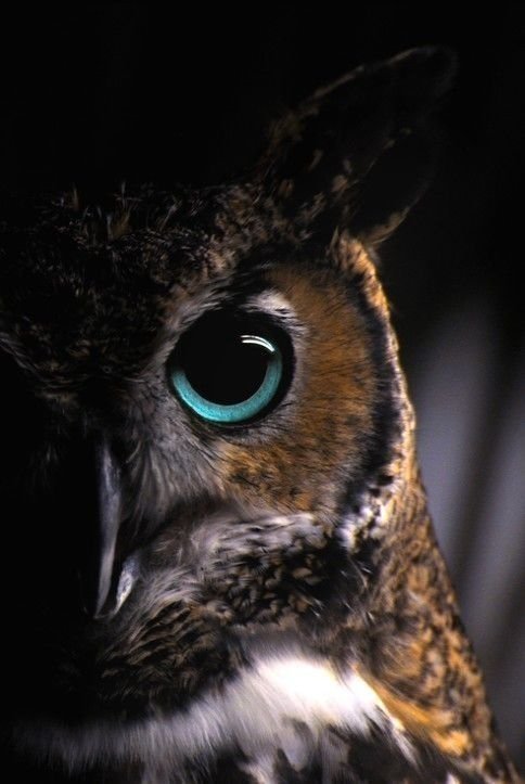 Взгляд совы - птица, природа, сова, взгляд - оригинал
