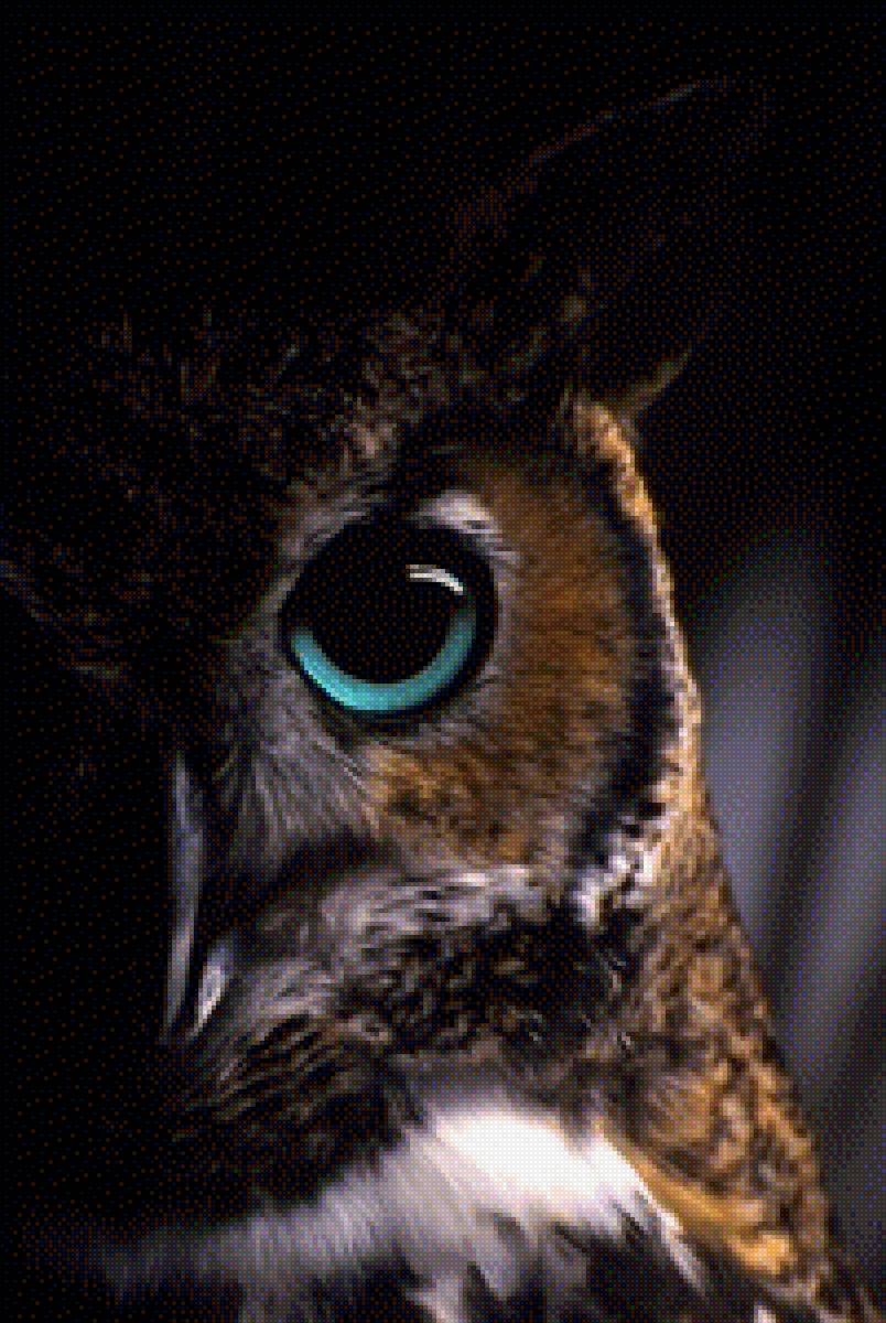 Взгляд совы - сова, природа, птица, взгляд - предпросмотр